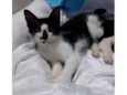 Fofinho 2