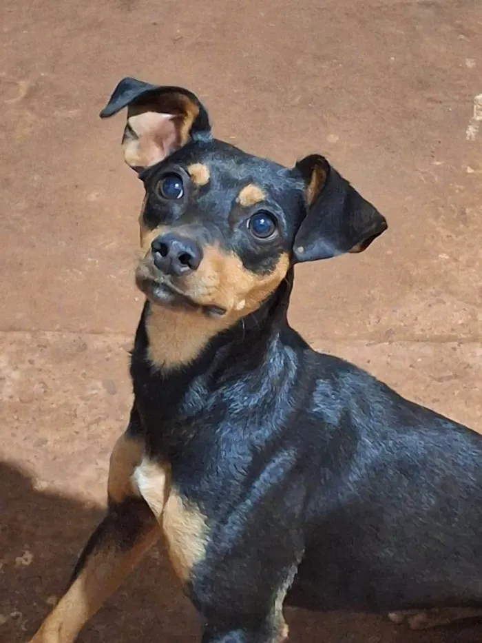 Cachorro ra a SRD-ViraLata idade 2 anos nome Milu