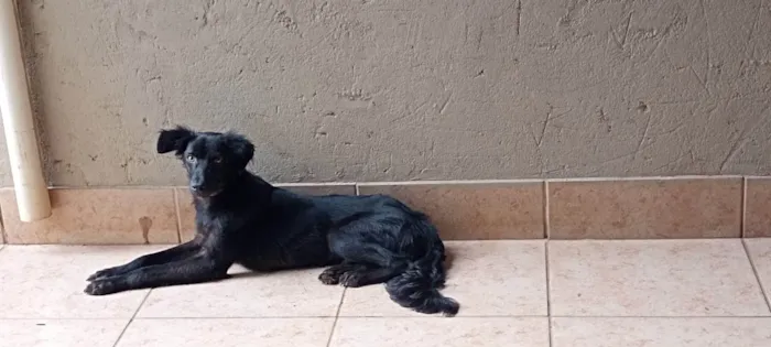 Cachorro ra a SRD-ViraLata idade 1 ano nome Godofredo