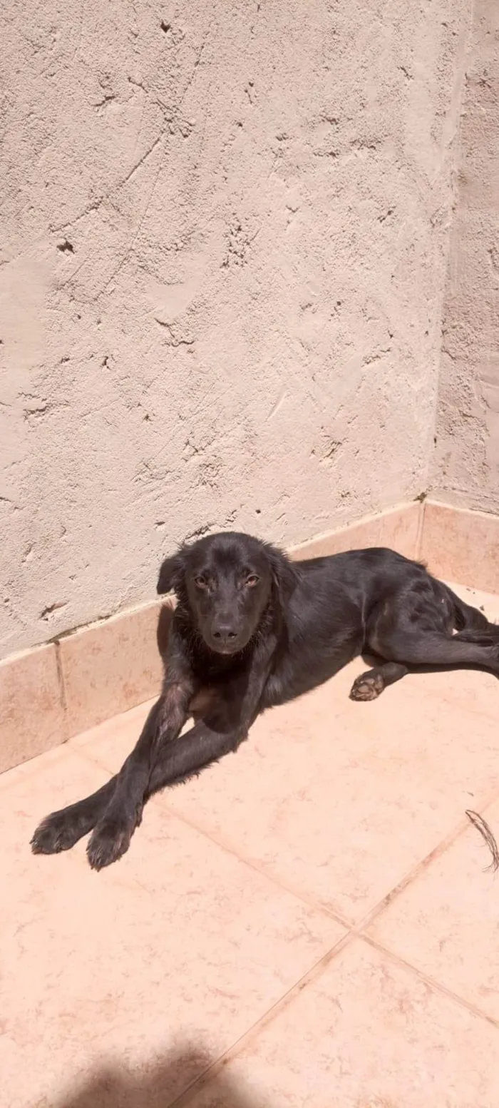 Cachorro ra a SRD-ViraLata idade 1 ano nome Godofredo