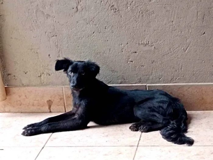 Cachorro ra a SRD-ViraLata idade 1 ano nome Godofredo