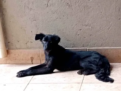 Cachorro raça SRD-ViraLata idade 1 ano nome Godofredo