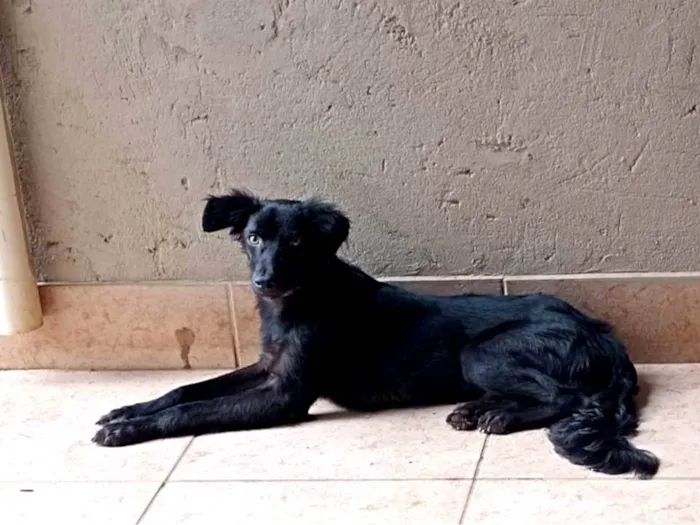 Cachorro ra a SRD-ViraLata idade 1 ano nome Godofredo