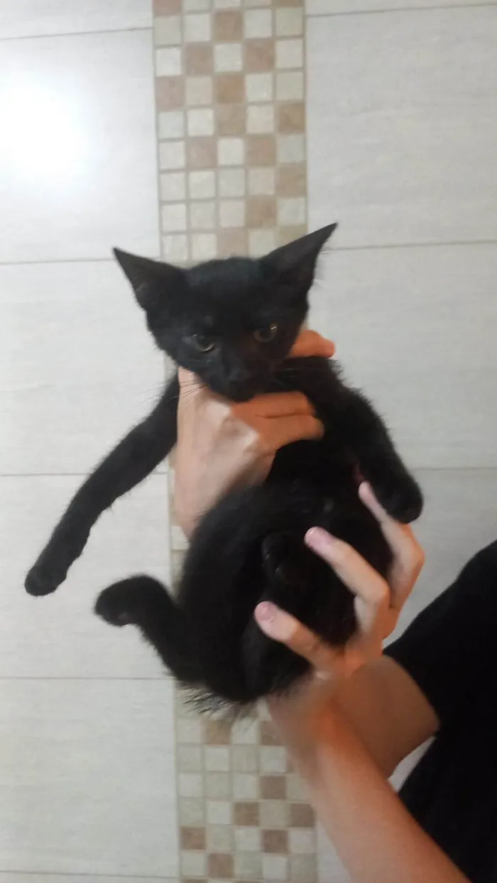 Gato ra a SRD-ViraLata idade 2 a 6 meses nome Pretinho