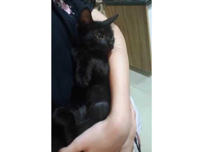 Gato ra a SRD-ViraLata idade 2 a 6 meses nome Pretinho