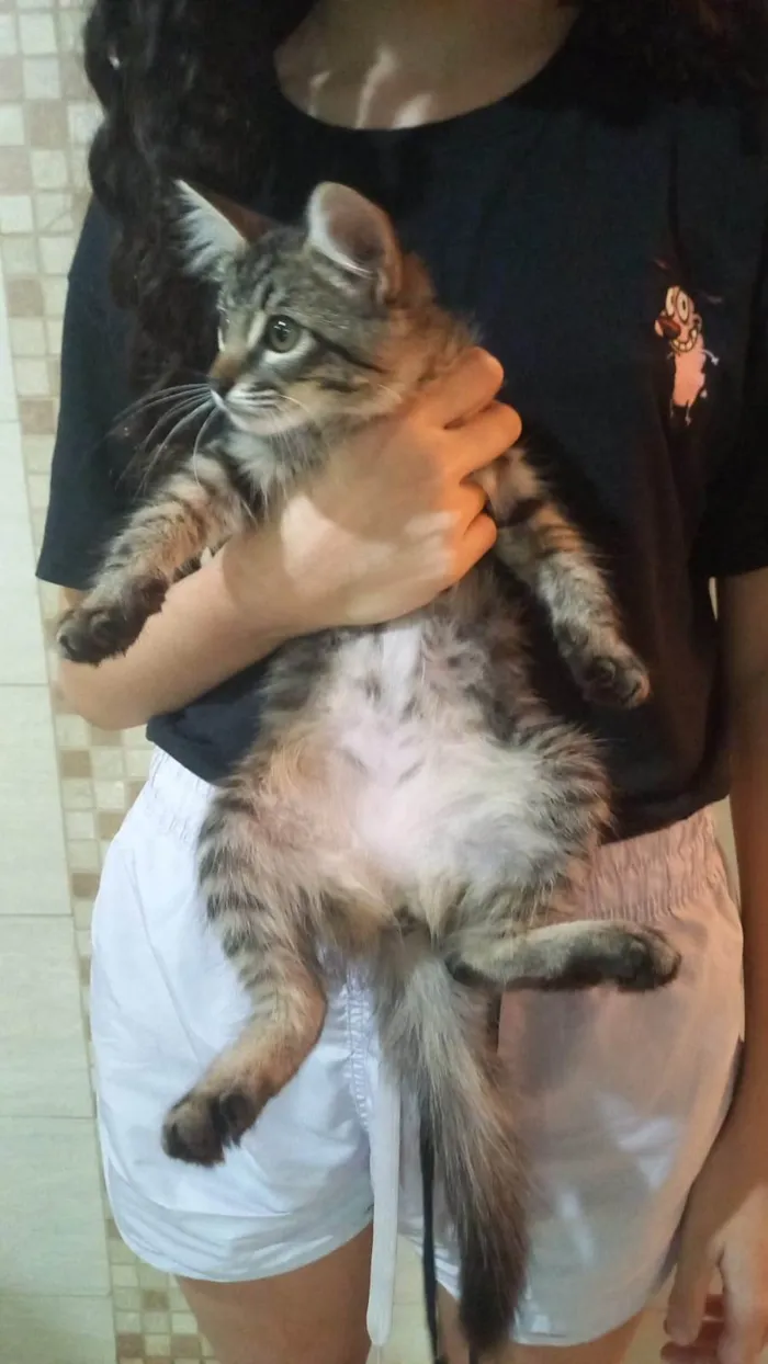 Gato ra a SRD-ViraLata idade 2 a 6 meses nome Gatinha rajada