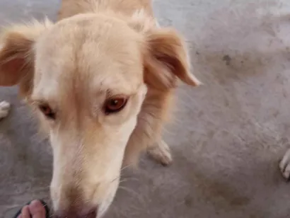Cachorro raça SRD-ViraLata idade 2 anos nome Safira 