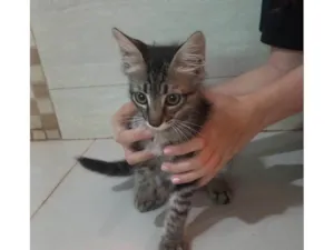 Gato raça SRD-ViraLata idade 2 a 6 meses nome Gatinha rajada