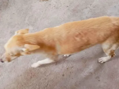 Cachorro raça SRD-ViraLata idade 2 anos nome Belinha