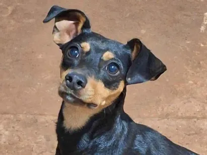 Cachorro raça SRD-ViraLata idade 2 anos nome Milu