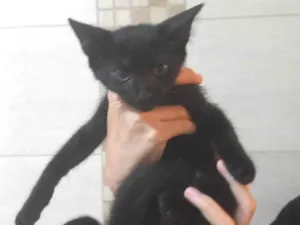 Gato raça SRD-ViraLata idade 2 a 6 meses nome Pretinho