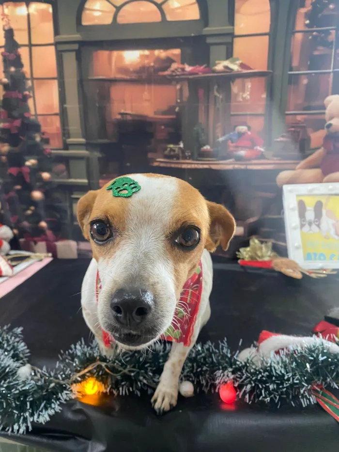 Cachorro ra a SRD-ViraLata idade 4 anos nome Fiona