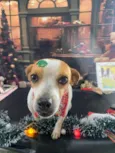 Fiona