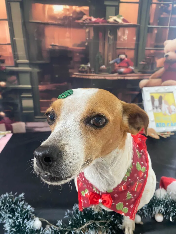 Cachorro ra a SRD-ViraLata idade 4 anos nome Fiona