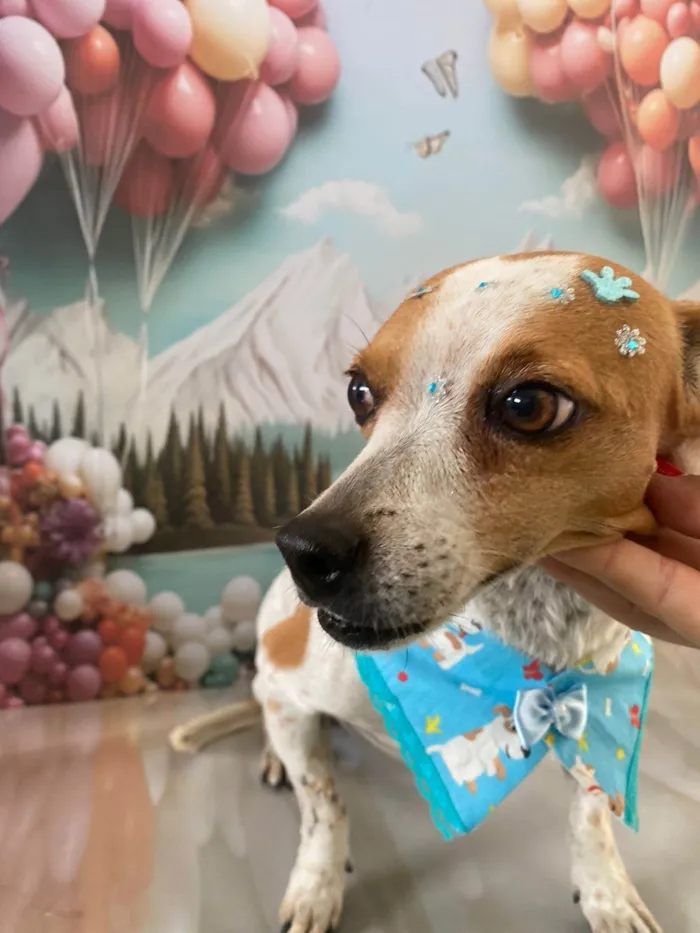 Cachorro ra a SRD-ViraLata idade 4 anos nome Fiona