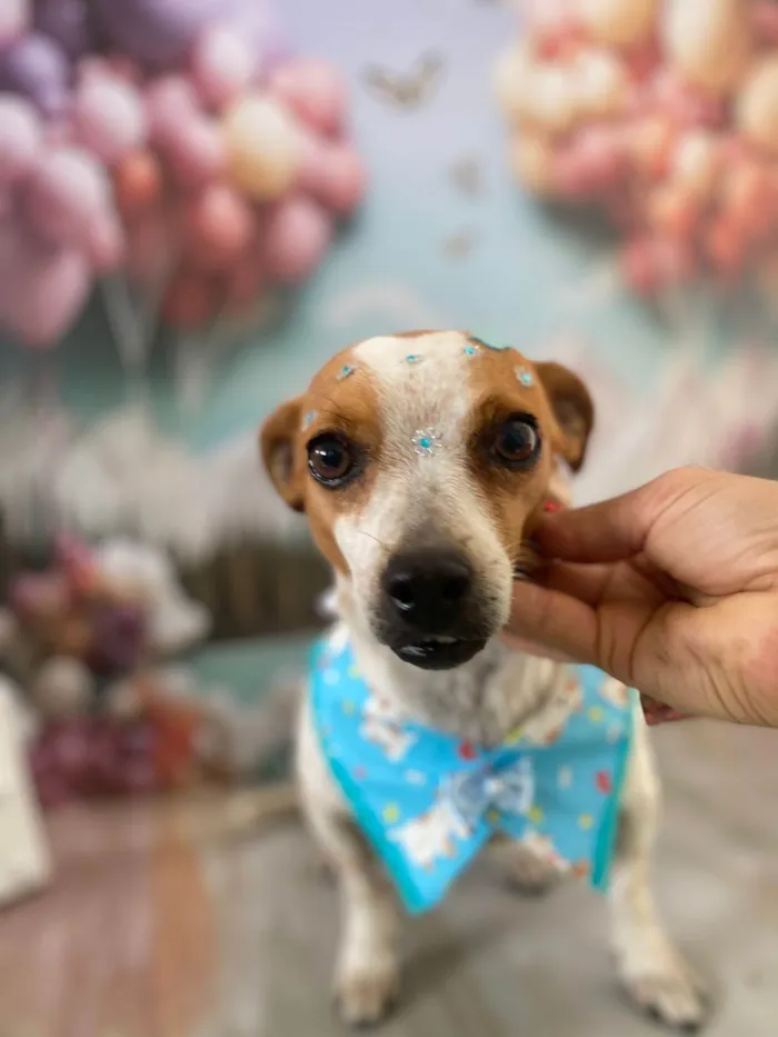Cachorro ra a SRD-ViraLata idade 4 anos nome Fiona
