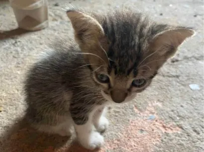 Gato raça SRD-ViraLata idade 2 a 6 meses nome Sem nome