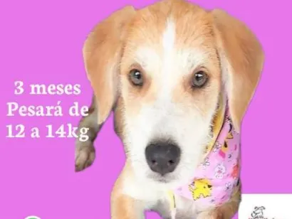 Cachorro raça SRD-ViraLata idade 2 a 6 meses nome Glória