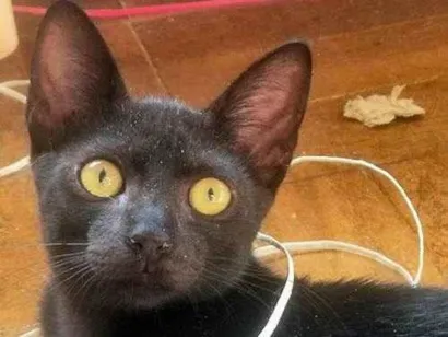 Gato raça SRD-ViraLata idade 2 a 6 meses nome CACILDA BLACK