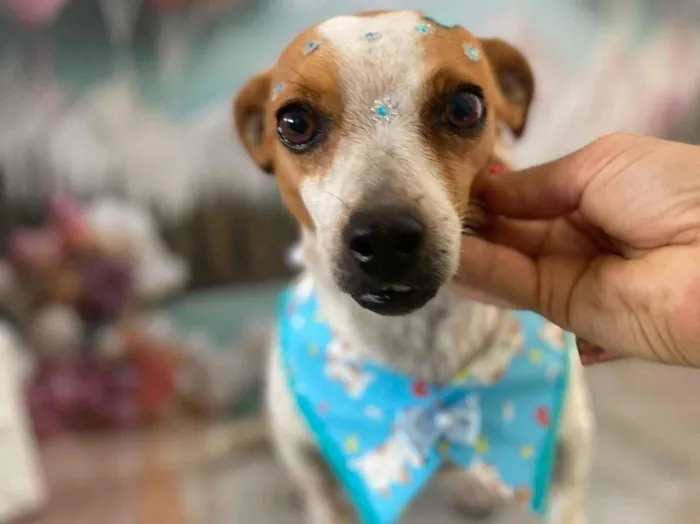 Cachorro ra a SRD-ViraLata idade 4 anos nome Fiona