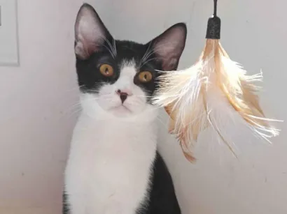 Gato raça SRD-ViraLata idade 2 a 6 meses nome Zeus 