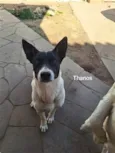 Thanos (Zé Barriga)