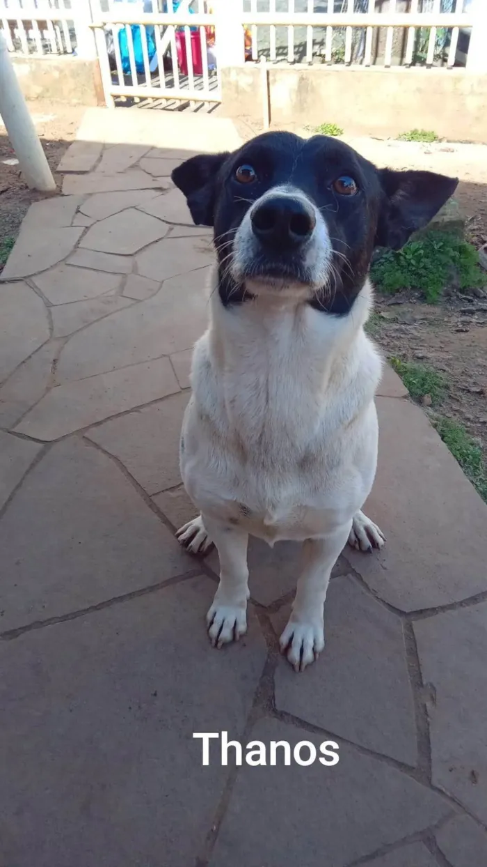 Cachorro ra a SRD-ViraLata idade 4 anos nome Thanos (Zé Barriga)