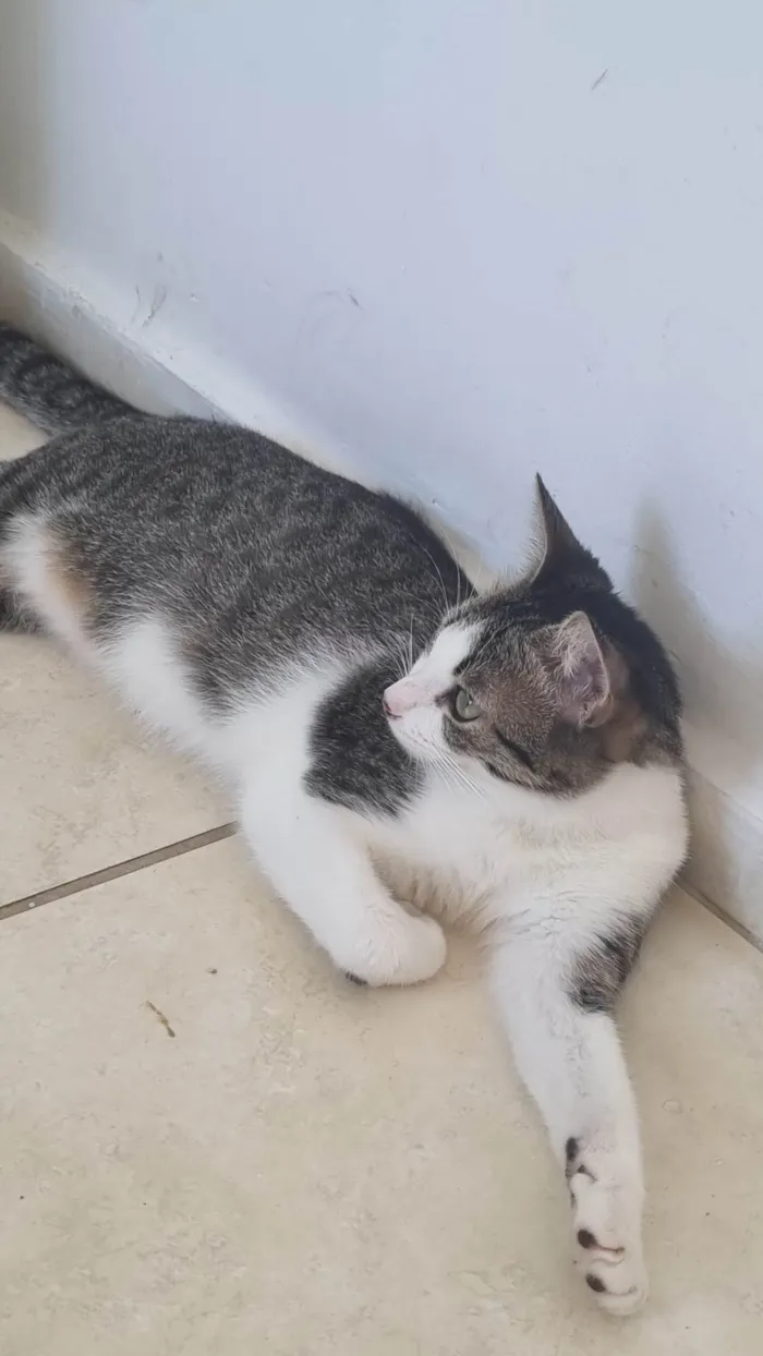 Gato ra a SRD-ViraLata idade 2 a 6 meses nome Não tem nome