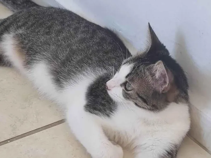 Gato ra a SRD-ViraLata idade 2 a 6 meses nome Não tem nome