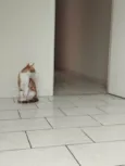 Gato amarelo e gato branco