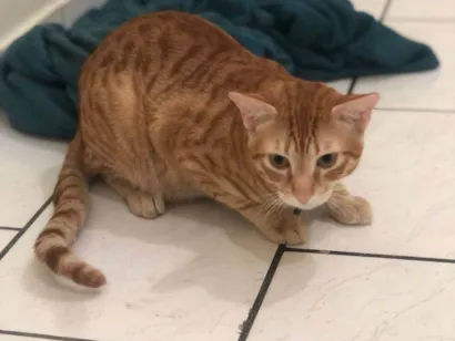 Gato raça SRD-ViraLata idade 7 a 11 meses nome Gato amarelo e gato branco 