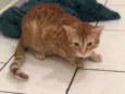 Gato amarelo e gato branco