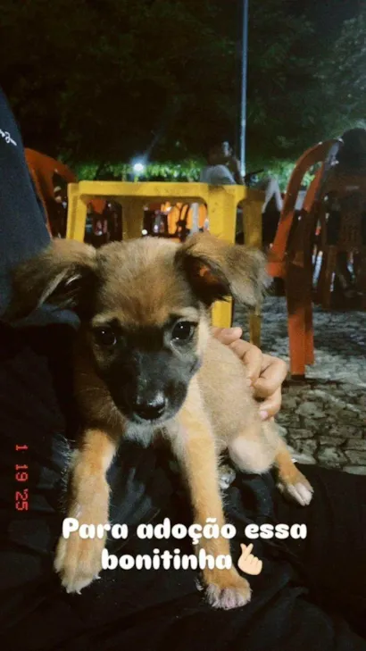 Cachorro raça SRD-ViraLata idade 2 a 6 meses nome Melissa/Mel