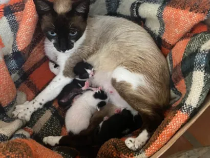 Gato raça SRD-ViraLata idade Abaixo de 2 meses nome Doação de gatinhos ????????