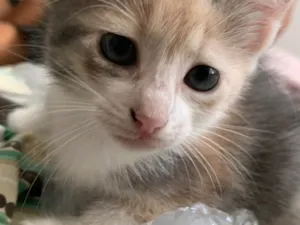 Gato raça SRD-ViraLata idade 7 a 11 meses nome Marjan