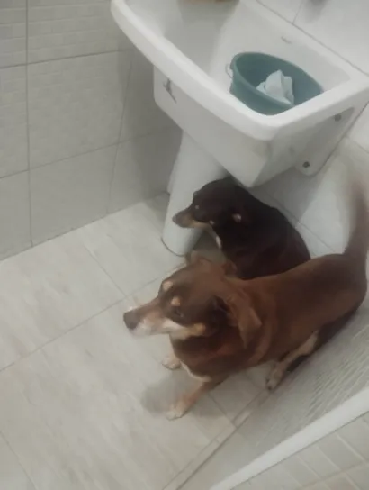 Cachorro raça SRD-ViraLata idade 7 a 11 meses nome Amendoim/kiara