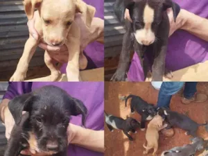 Cachorro raça SRD-ViraLata idade Abaixo de 2 meses nome Filhote