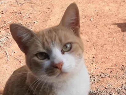 Gato raça SRD-ViraLata idade 5 anos nome Fredy