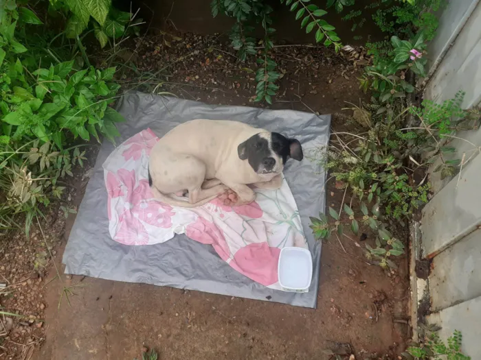 Cachorro ra a SRD-ViraLata idade 2 anos nome José  