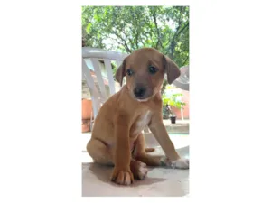 Cachorro raça SRD-ViraLata idade Abaixo de 2 meses nome Linda 01