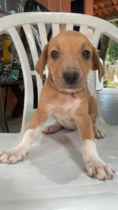 Cachorro raça SRD-ViraLata idade Abaixo de 2 meses nome Bela