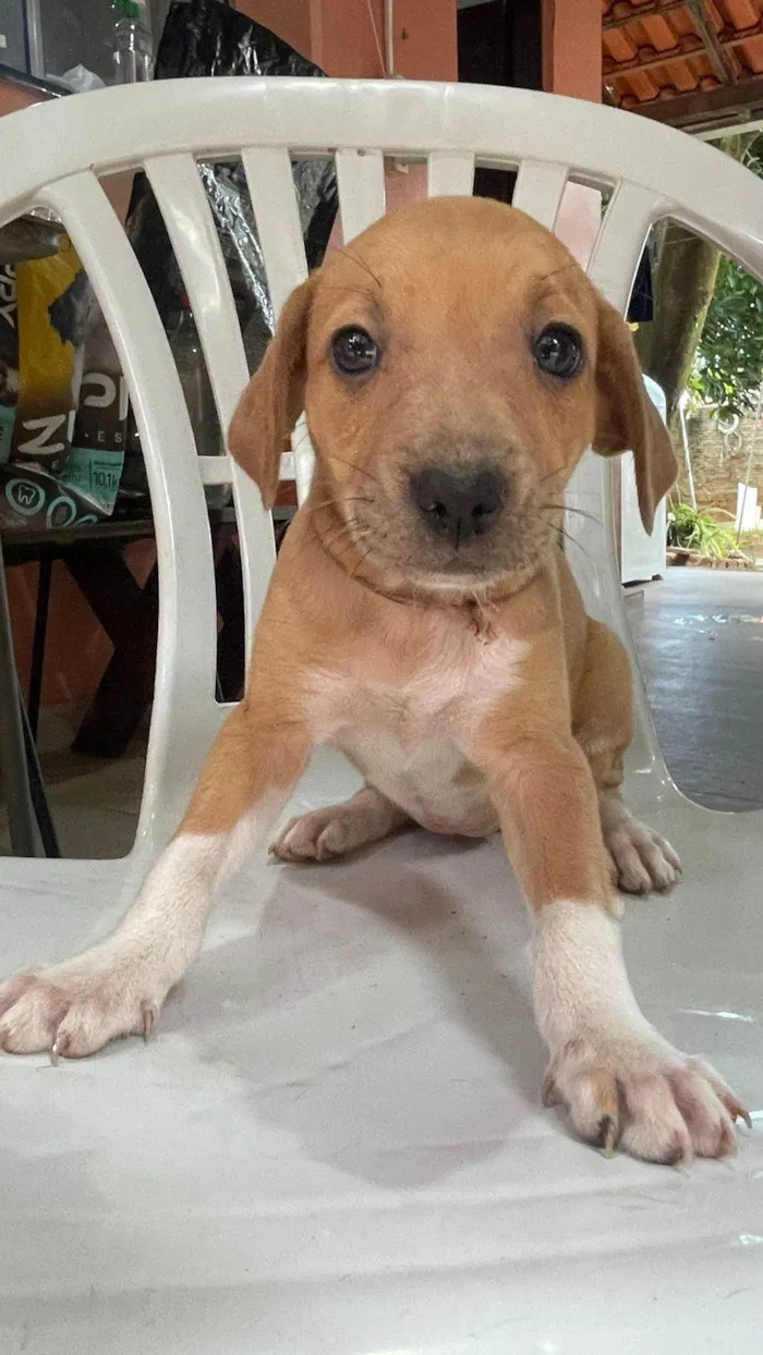 Cachorro ra a SRD-ViraLata idade Abaixo de 2 meses nome Bela