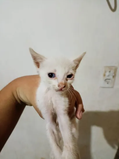 Gato raça SRD-ViraLata idade Abaixo de 2 meses nome Mingau