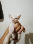 Mingau