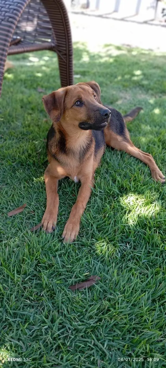 Cachorro ra a SRD-ViraLata idade 2 a 6 meses nome Negão 