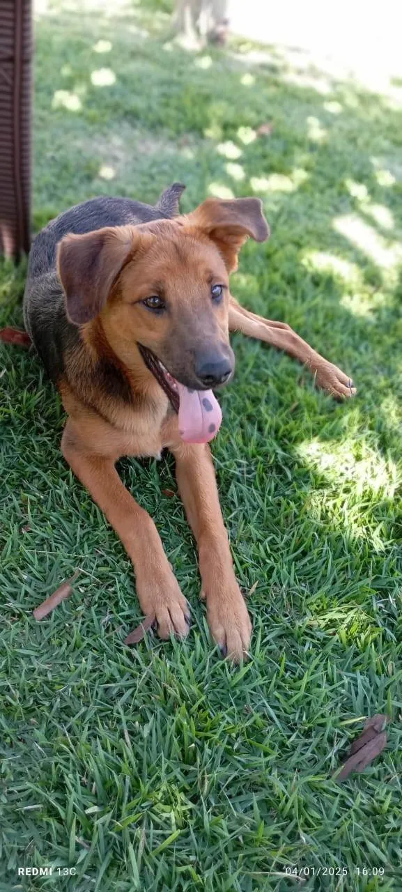 Cachorro ra a SRD-ViraLata idade 2 a 6 meses nome Negão 