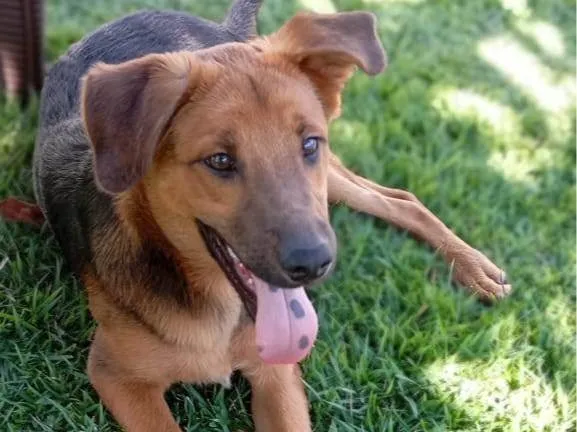 Cachorro ra a SRD-ViraLata idade 2 a 6 meses nome Negão 