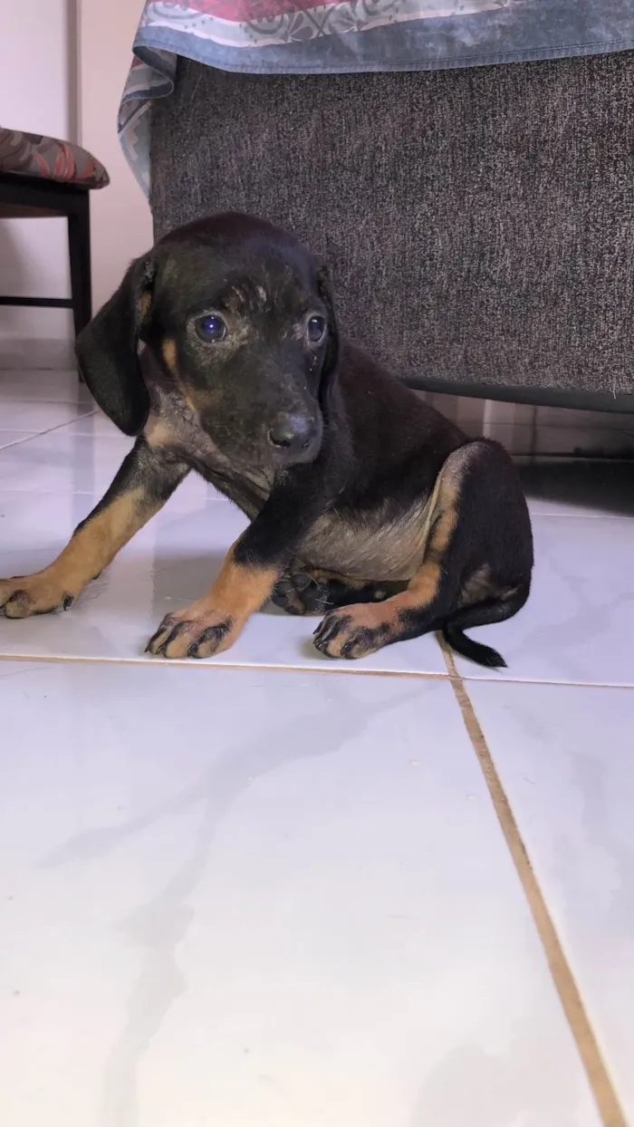 Cachorro ra a SRD-ViraLata idade 7 a 11 meses nome luma 