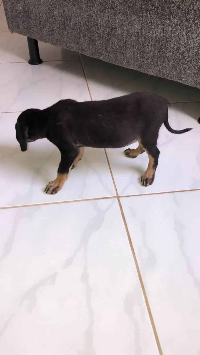 Cachorro ra a SRD-ViraLata idade 7 a 11 meses nome luma 