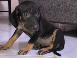 Cachorro raça SRD-ViraLata idade 7 a 11 meses nome luma 